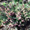 Erica darleyensis